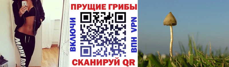 Галлюциногенные грибы Cubensis хочу Мыски